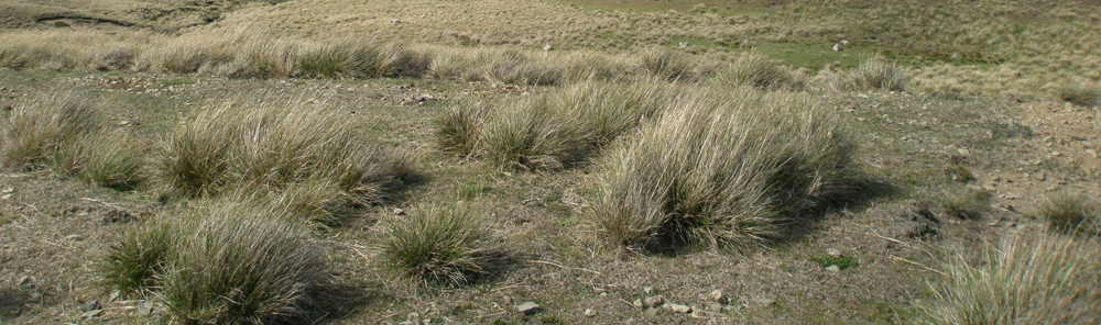 White Grass Cortaderia pilosa 
